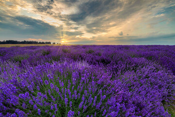 Fototapeta na wymiar Beautiful summer sunset over lavender field