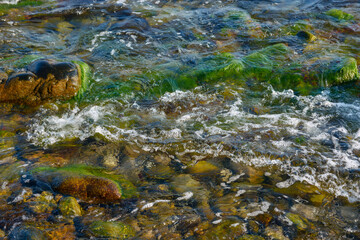 seaweed nature background. plant among the stones and pebbles in transparent water at the sea shore