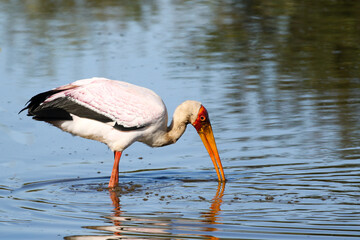 Kruger National Park, South Africa: Yellow-billed stork fishing