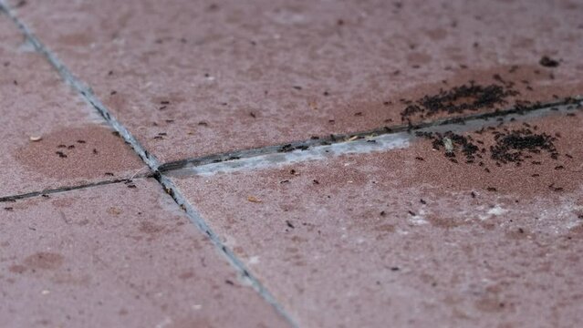 Small common black worker ants collecting food in the house. Lasius niger invasion. Dirty brown balcony floor tiles with many little insects. Home related problem concept, close-up of walking ants. 4K