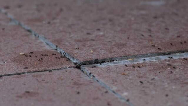 Small common black worker ants collecting food in the house. Lasius niger invasion. Dirty brown balcony floor tiles with many little insects. Home related problem concept, close-up of walking ants. 4K