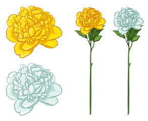 Yellow and white peony flowers. Vector flowers isolated on white background.
