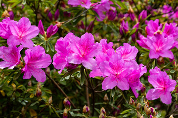 Obraz na płótnie Canvas Close up on the purple flowers of azalea japonica Konigstein - japanese azalea. Pistil and stamens are visible,