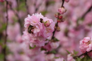 Pink almond flower with bees.