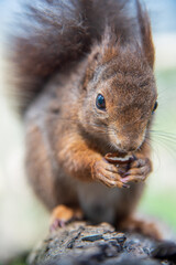 Close-up Red squirrel eating on a branch