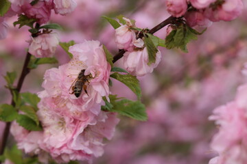 Pink almond flower with bees.