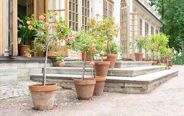 Fototapeta na wymiar Roses in pots in front of house