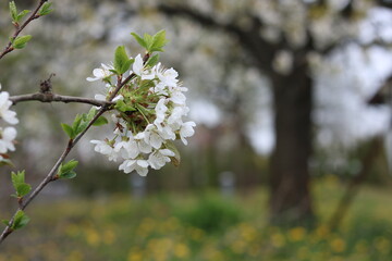 White flowers of cherry blossoms.