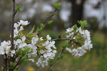 White flowers of cherry blossoms.