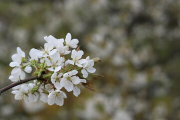 White flowers of cherry blossoms.