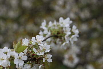 White flowers of cherry blossoms.