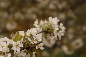 White flowers of cherry blossoms.