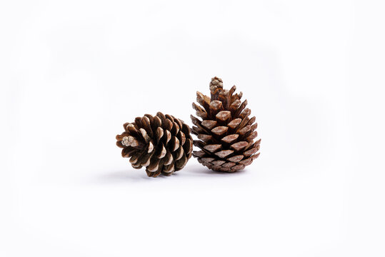 Two pine cones lying side by side isolated on white background