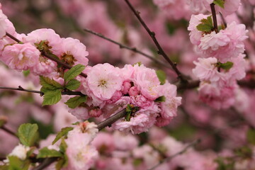 Pink almond flower with bees.