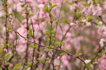 Pink almond flower with bees.