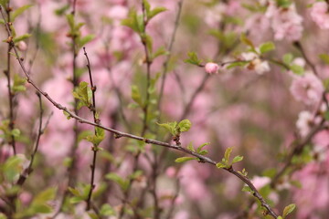 Pink almond flower with bees.