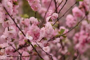 Pink almond flower with bees.