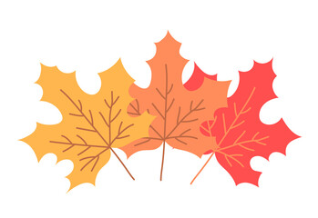 Three color maple leaf. Maple tree. Yellow, orange and red. Nature and plants. Autumn season september october. Flat vector illustration isolated on white background