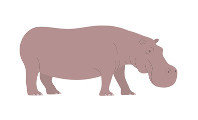 Large adult hippo. African wild dangerous animal. Herbivorous mammal. Flat vector illustration isolated on white background