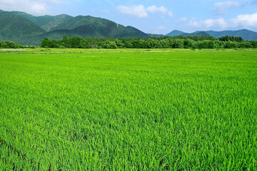 日本の田んぼと里山風景
