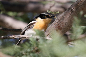 Pririt batis in the Kgalagadi Transfrontier National Park