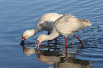 Kruger National Park, South Africa: sp[oonbill  looking for aquatic food, especially small fish