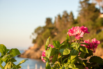 View of flowers with blurred background
