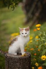 Naklejka na ściany i meble Photo of a small kitten near a flower bed.
