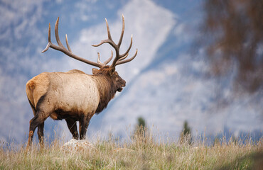 Bull elk in the mountains