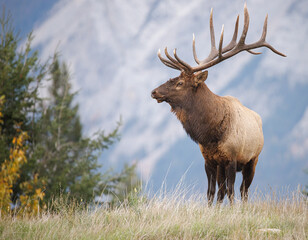 Bull elk with head turned in profile in front of mountain