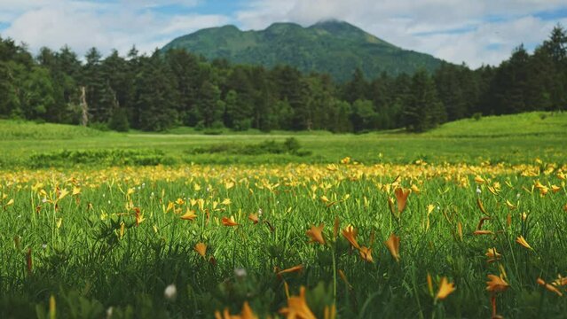 尾瀬大江湿原のニッコウキスゲと燧ケ岳