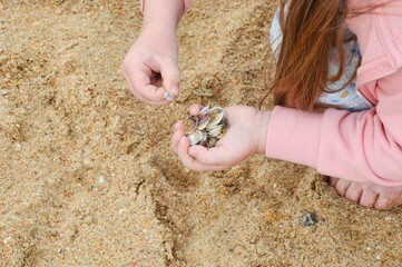 a child collects seashells on the seashore. children's hands. summer vacation. background for the design.
