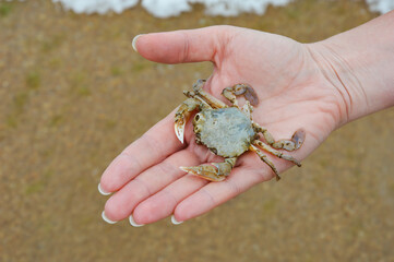 a dead crab. an inhabitant of the seas. arthropod. background for the design.