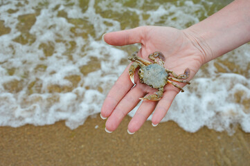a dead crab. an inhabitant of the seas. arthropod. background for the design.