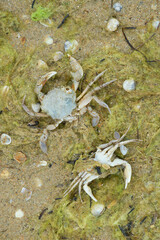 a dead crab. an inhabitant of the seas. arthropod. background for the design.
