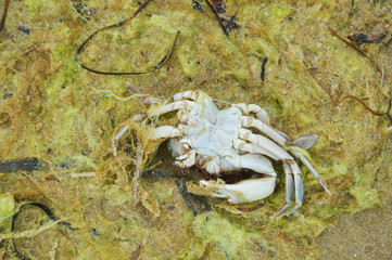 a dead crab. an inhabitant of the seas. arthropod. background for the design.