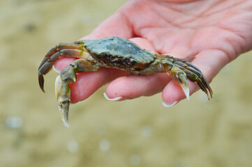 a dead crab. an inhabitant of the seas. arthropod. background for the design.