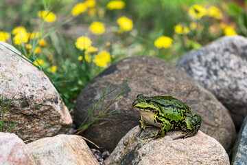 Side view of very fat green frog sitting on a rock with yellow flowers in the background 