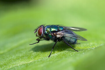 Macro of common green bottle fly seen from the side sitting on a leaf - Powered by Adobe