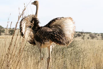 Foto op Plexiglas Kgalagadi Transfrontier National Park, South Africa: sub-adult ostrich © Peter