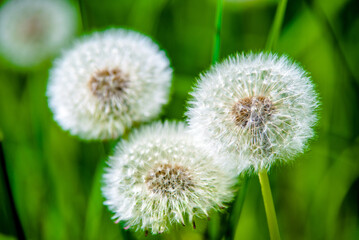 Fluffy dandelions in summer on green grass
