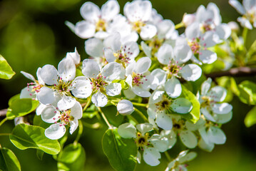 Flowering branch of pear in the garden in spring
