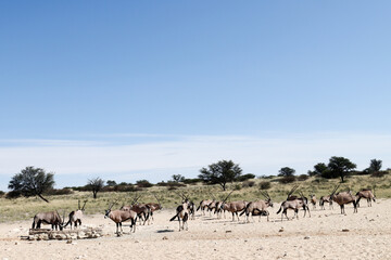 Fototapeta na wymiar Kgalagadi Transfrontier National Park, South Africa: Oryx gazella The Gemsbok