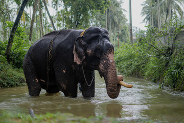 the elephant in the river © SHIJINV