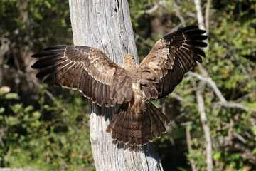 Kruger National Park, South Africa: African Harrier-hawk or Gymnogene searching cavities for prey at Lake Panic, Skukuza