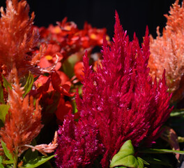 Very nices flowers in a little Canadian garden in the province of Quebec