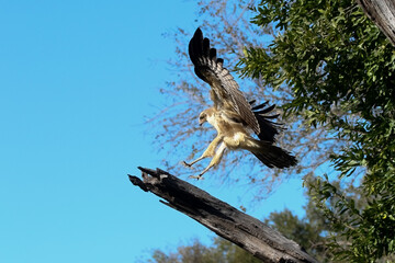 Kruger National Park, South Africa: juvenile African harrier-hawk