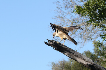 Kruger National Park, South Africa: African Harrier-hawk or Gymnogene searching cavities for prey at Lake Panic, Skukuza