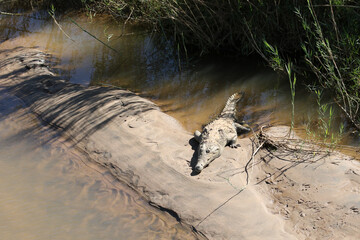 Kruger National Park, South Africa: Nile crocodile lazing in the Letaba River