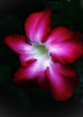 a blurring potrait of pink desert rose flower